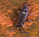 Orchesella_cincta