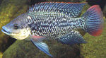 Oreochromis_mossambicus