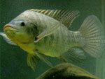 Oreochromis_niloticus