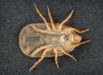 Ornithodoros_porcinus