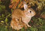 Oryctolagus_cuniculus