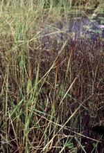 Oryza_brachyantha