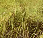 Oryza_glaberrima