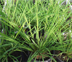 Oryza_glumipatula