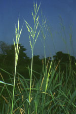 Oryza_longistaminata