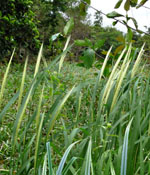 Oryza_meridionalis