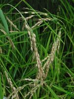 Oryza_sativa_IL50_13