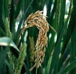 Oryza_sativa_Indica_group_RP_Bio_226