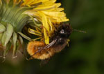 Osmia_cornuta