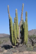 Pachycereus_pringlei