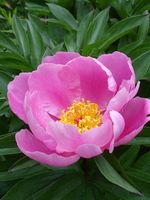 Paeonia_lactiflora