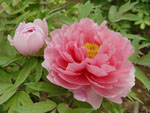 Paeonia_suffruticosa