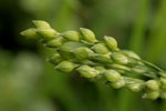 Panicum_hallii