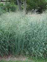 Panicum_virgatum