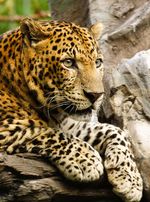 Panthera_pardus