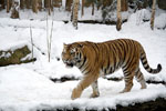 Panthera_tigris_altaica