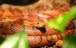 Pantherophis_guttatus