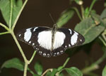 Papilio_dardanus