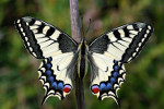 Papilio_machaon