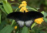 Papilio_memnon