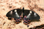 Papilio_polytes