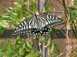 Papilio_xuthus
