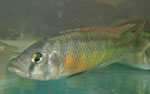 Paralabidochromis_chilotes