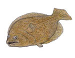 Paralichthys_olivaceus