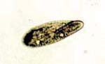 Paramecium_tetraurelia