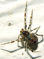 Parasteatoda_tepidariorum