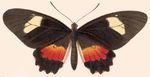 Parides_eurimedes