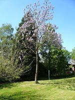 Paulownia_tomentosa