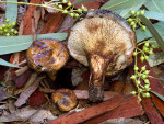 Paxillus_ammoniavirescens_Pou09_2