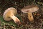 Paxillus_involutus