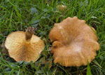 Paxillus_rubicundulus_Ve08_2h10