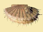 Pecten_maximus