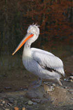 Pelecanus_crispus