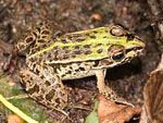 Pelophylax_nigromaculatus