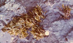 Pelvetia_fastigiata