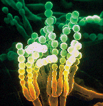 Penicillium_chrysogenum_HKF42