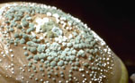 Penicillium_expansum_CMP_1