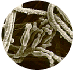 Penicillium_marneffei_ATCC_18224