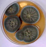 Penicillium_raistrickii_ATCC_10490