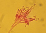 Penicillium_solitum_IBT_29525