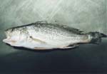 Pennahia_argentata