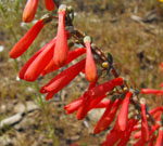 Penstemon_centranthifolius