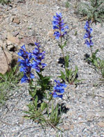 Penstemon_cyananthus