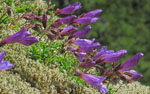 Penstemon_davidsonii