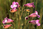 Penstemon_dissectus