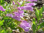 Penstemon_fruticosus